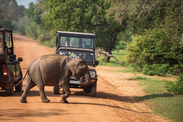 Yala National Park – Sri Lanka’s Wildlife Crown Jewel - Photo 3