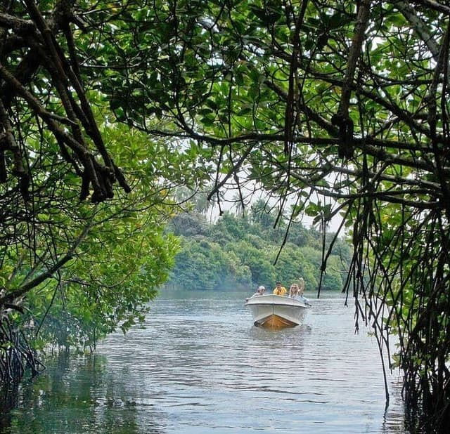 Colombo to Galle Scenic Coastal Journey – Turtles & Mangroves 8