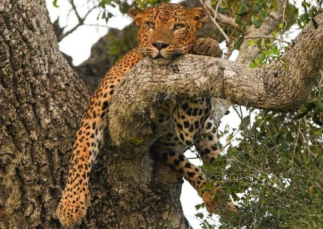 Morning Safari at Yala National Park– Best Wildlife Experience in Sri Lanka