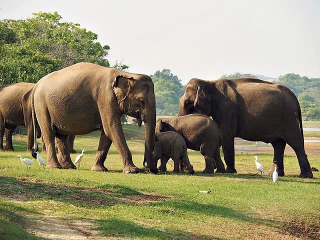 From Sigiriya/Dambulla : Afternoon Safari  at Minneriya National park 3