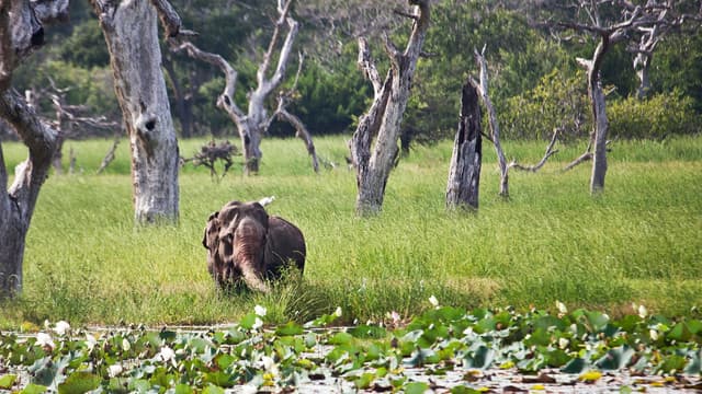 Morning Safari at Yala National Park– Best Wildlife Experience in Sri Lanka 2