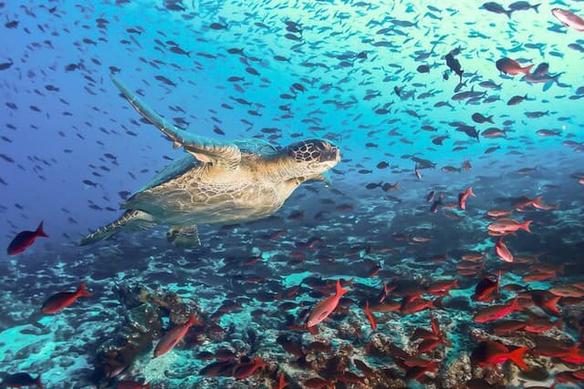 Pigeon Island Trincomalee – Snorkeling with Reef Sharks & Turtles - Photo 5