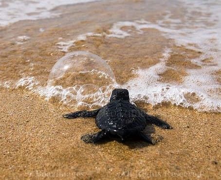 Kosgoda Turtle Hatchery & Madu river Boat Ride Day Tour 2