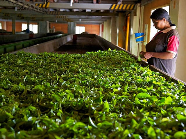 Giragama Tea Plantation - Authentic Sri Lanka Hill Country Tea Experience - Photo 3