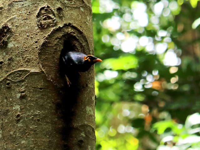 Udawatta Kele Sanctuary – Kandy’s Hidden Forest Reserve