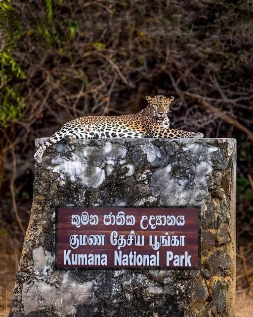 Morning Half-Day Safari at Kumana National Park 6