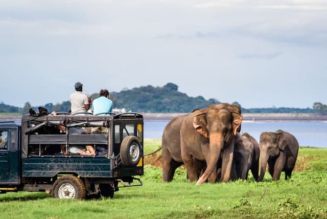 From Sigiriya/Dambulla : Afternoon Safari  at Minneriya National park 4