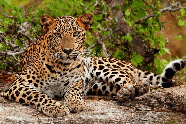 Morning Half-Day Safari at Bundala National Park 3