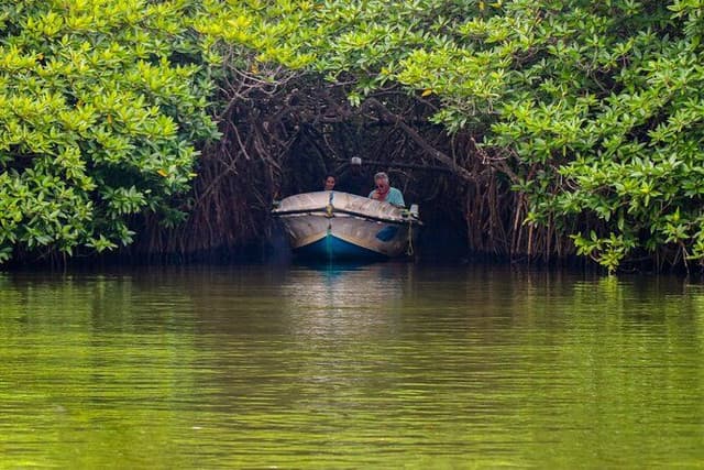 Colombo to Galle Scenic Coastal Journey – Turtles & Mangroves 7
