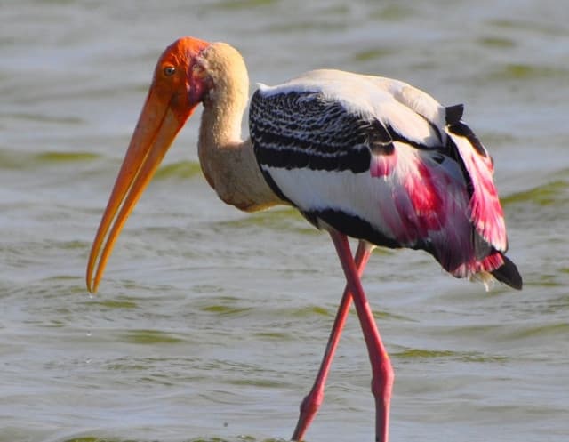 Morning Half-Day Safari at Bundala National Park 6