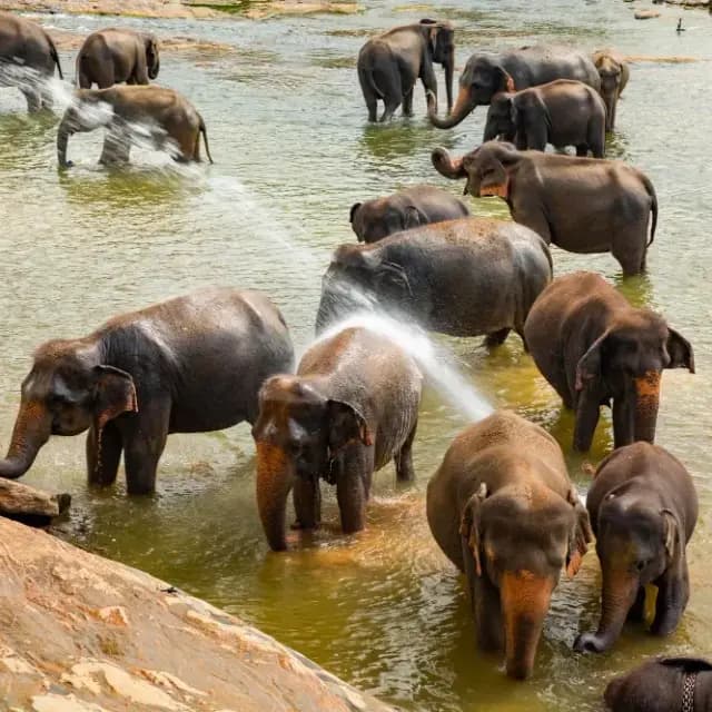 Pinnawala Elephant Orphanage – A Must‑See Wildlife Experience in Sri Lanka - Photo 6