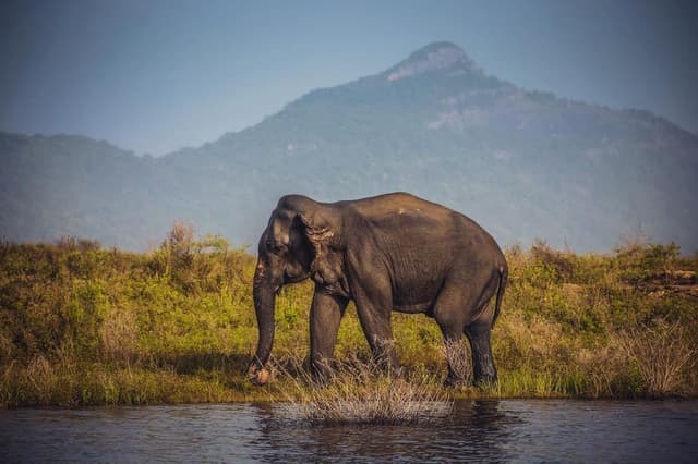 Gal Oya Lake Safari -Swim with Giants - Photo 10