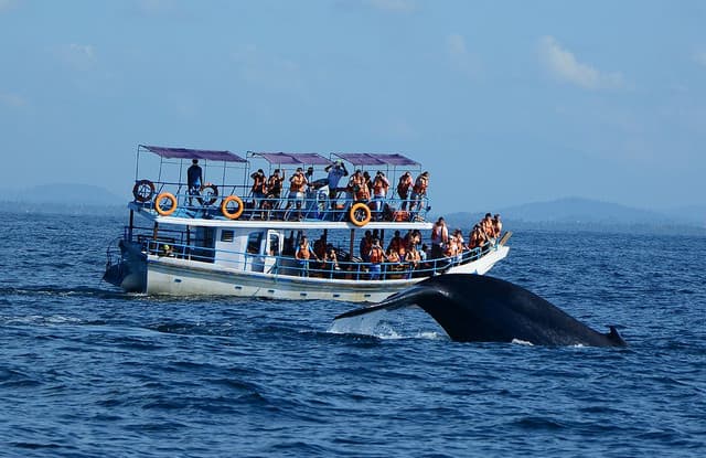 Whale Watching in Mirissa – A Must-Do Marine Adventure in Sri Lanka