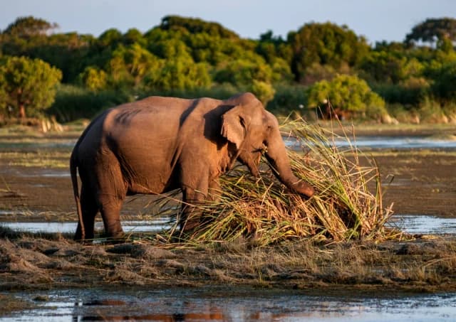 Morning Half-Day Safari at Kumana National Park 5