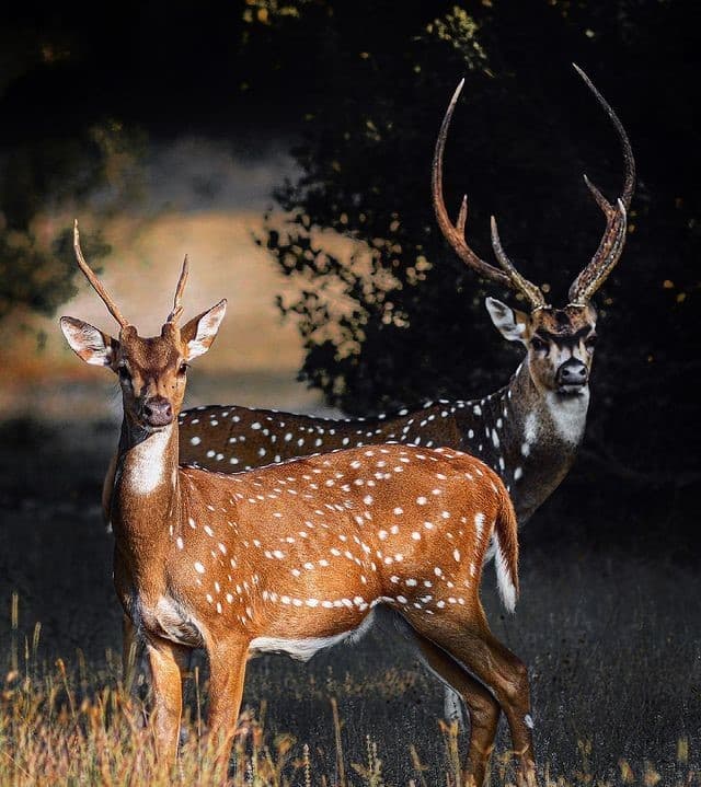 Wilpattu National Park – Sri Lanka’s Largest Wildlife Sanctuary - Photo 3