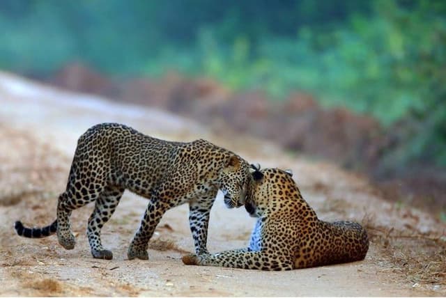 Afternoon Safari at Yala National Park  – Best Wildlife Experience in Sri Lanka
