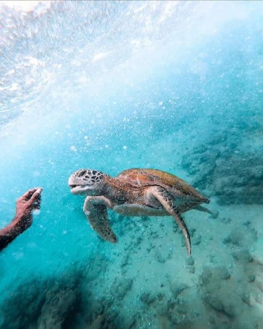 Sri Lanka Snorkeling Guide: Locations & Best Time to Visit