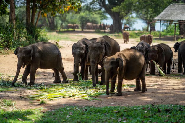 Full Day All - Inclusive Pinnawala Elephant Orphanage & Kandy City Tour 2