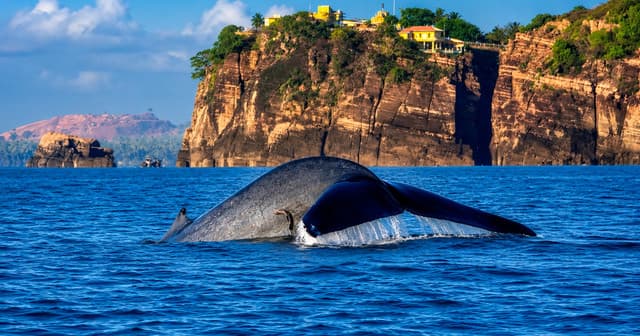 Whale Watching in Trincomalee – Discover Sri Lanka’s Giants of the Ocean - Photo 2