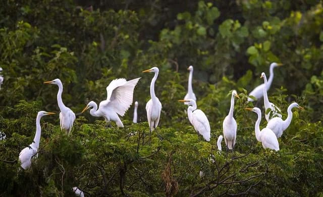 Muthurajawela Boat Safari in Sri Lanka – A Hidden Wetland Paradise Near Colombo - Photo 3