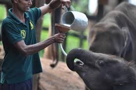 Ath Athuru Sewana Elephant Transit Home Udawalawe - Photo 2