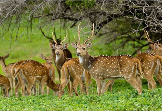 Afternoon Safari at Yala National Park  – Best Wildlife Experience in Sri Lanka 2
