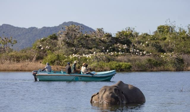 Gal Oya Lake Safari -Swim with Giants - Photo 1