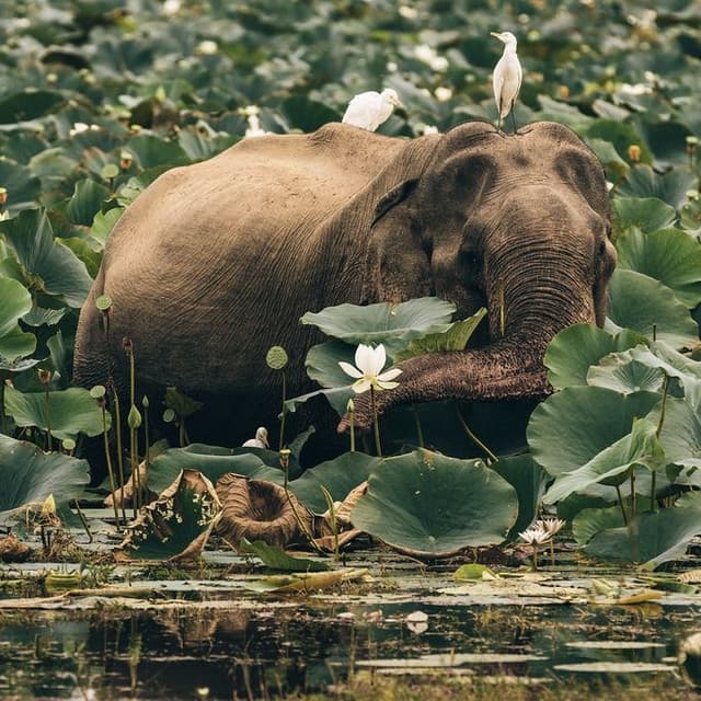 Kaudulla National Park: Witness Asia’s Largest Wild Elephant Gathering