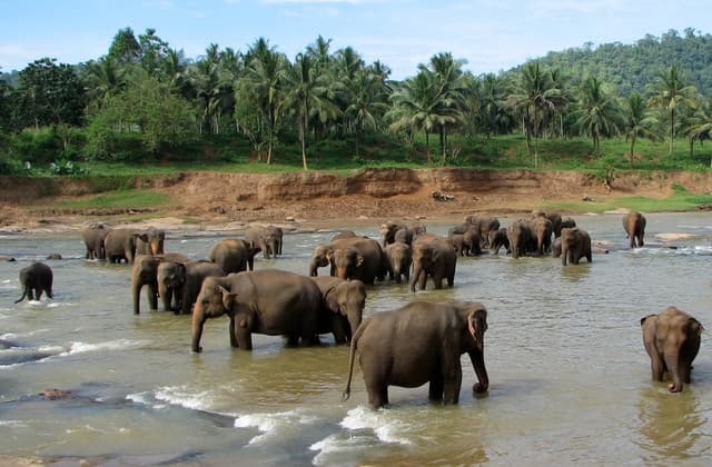 Pinnawala Elephant Orphanage – A Must‑See Wildlife Experience in Sri Lanka - Photo 3