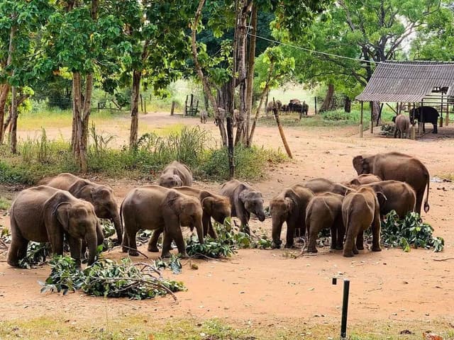 Ath Athuru Sewana Elephant Transit Home Udawalawe - Photo 3