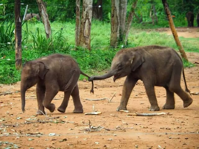 Ath Athuru Sevana Elephant Experience & Udawalawe Safari from Colombo 4