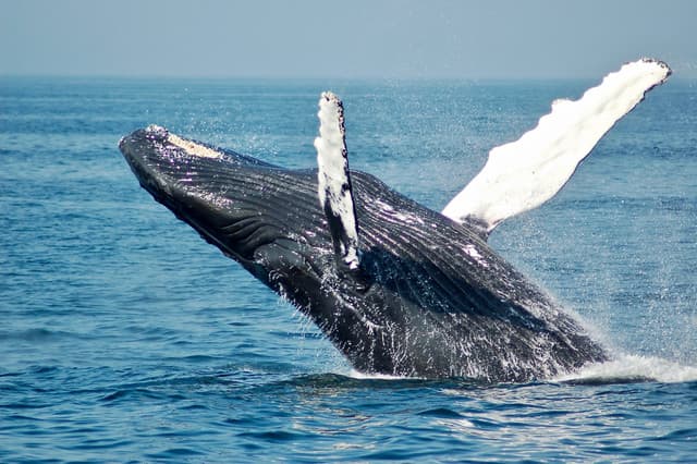Whale Watching in Trincomalee – Discover Sri Lanka’s Giants of the Ocean - Photo 1