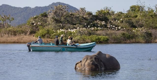 Gal Oya Lake Safari -Swim with Giants