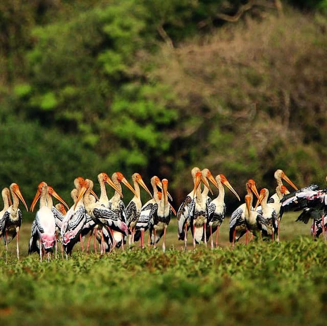 Kumana National Park – Sri Lanka’s Birdwatching Paradise - Photo 4