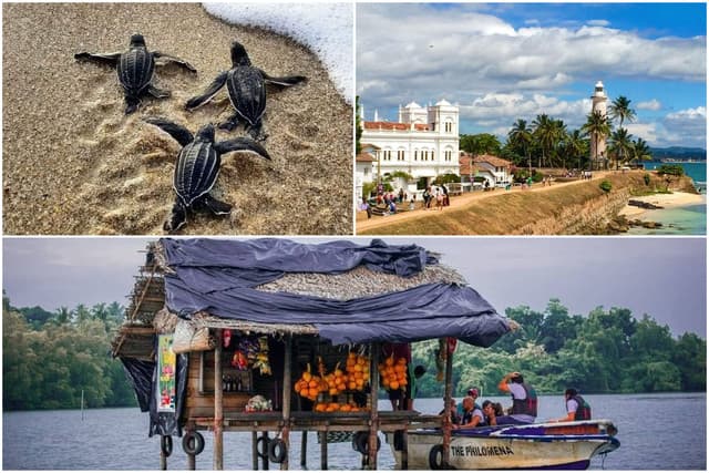 Colombo to Galle Scenic Coastal Journey – Turtles & Mangroves