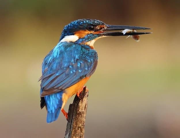 Muthurajawela Boat Safari in Sri Lanka – A Hidden Wetland Paradise Near Colombo