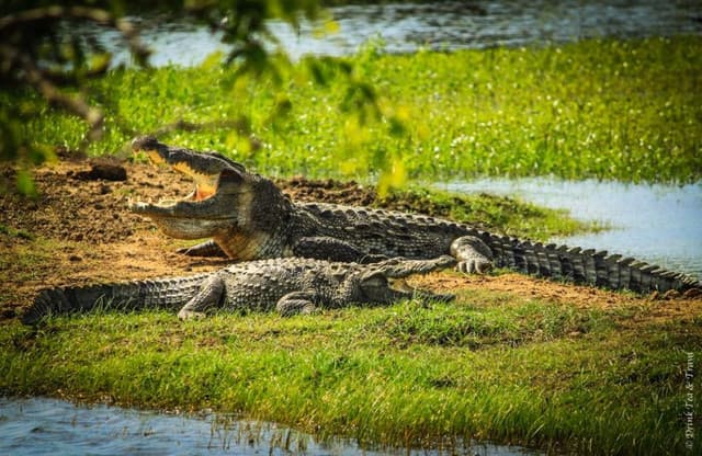Afternoon Safari at Yala National Park  – Best Wildlife Experience in Sri Lanka 5