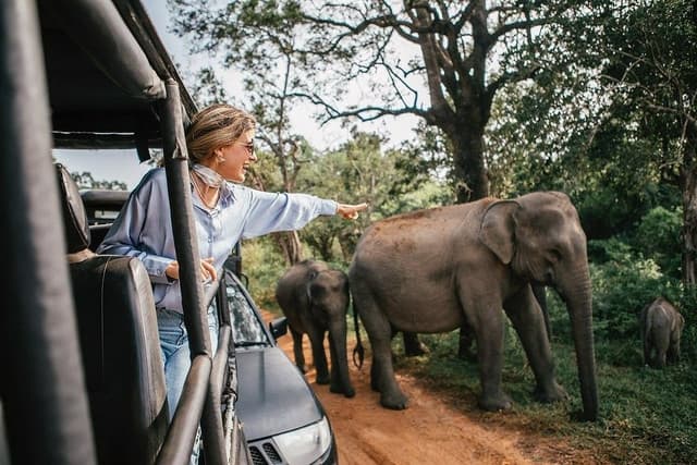 Yala National Park – Sri Lanka’s Wildlife Crown Jewel - Photo 1