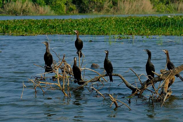Muthurajawela Boat Safari in Sri Lanka – A Hidden Wetland Paradise Near Colombo - Photo 1