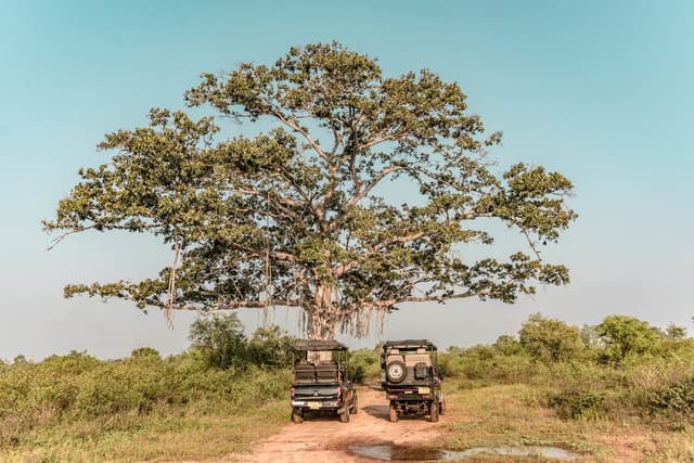 Ath Athuru Sevana Elephant Experience & Udawalawe Safari from Colombo 2