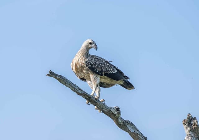 Morning Half-Day Safari at Bundala National Park 4
