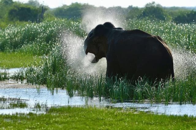 Afternoon Half-Day Safari at Bundala National Park 2