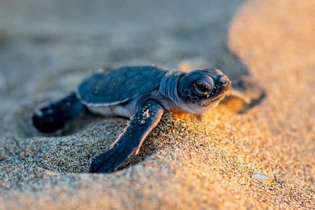 Colombo to Galle Scenic Coastal Journey – Turtles & Mangroves 6