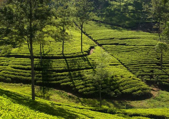 Giragama Tea Plantation - Authentic Sri Lanka Hill Country Tea Experience - Photo 2