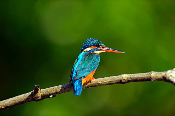 Morning Half-Day Safari at Kumana National Park