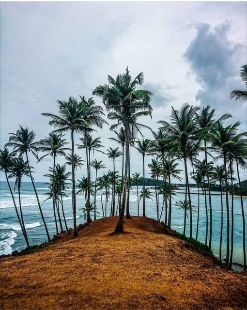 Coconut Tree Hill Mirissa – A Scenic Tropical Icon in Sri Lanka - Photo 1