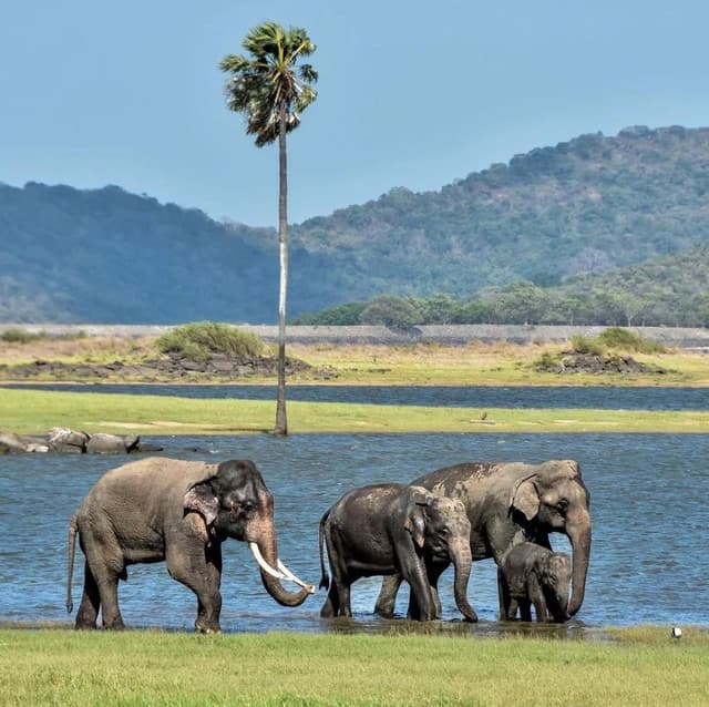 Kaudulla National Park: Witness Asia’s Largest Wild Elephant Gathering - Photo 3