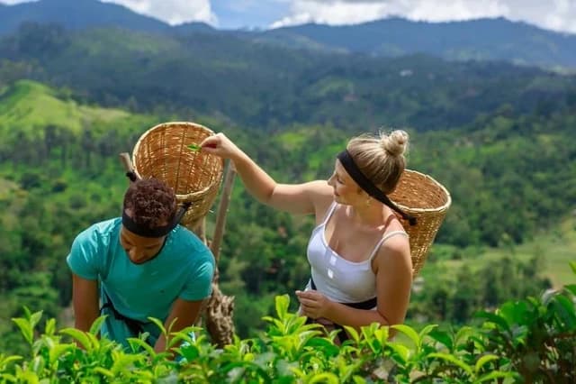 Nuwara Eliya Full-Day City Tour from Kandy 3