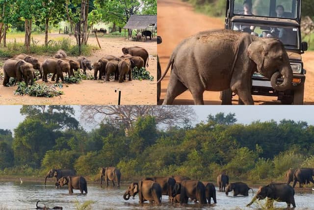 Ath Athuru Sevana Elephant Experience & Udawalawe Safari from Colombo