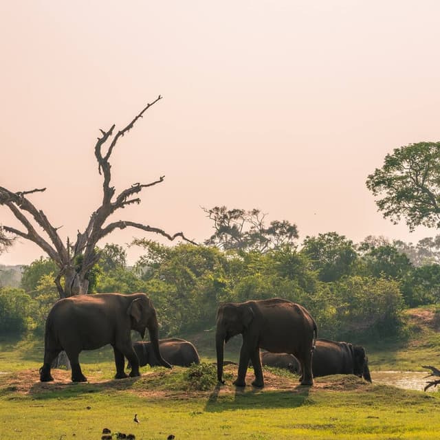 Yala National Park – Sri Lanka’s Wildlife Crown Jewel - Photo 5